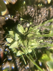 Androsace filiformis