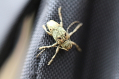 Corus fasciculosus