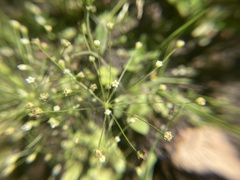 Androsace filiformis