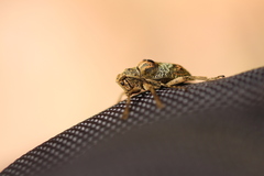 Corus fasciculosus