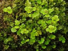 Chrysosplenium tetrandrum