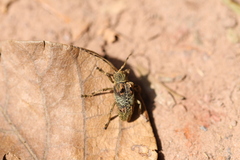 Corus fasciculosus