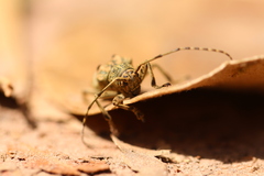 Corus fasciculosus