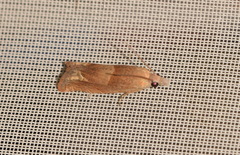 Eucosma conterminana