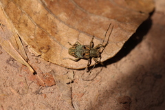 Corus fasciculosus