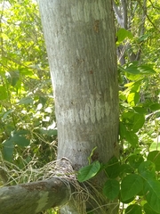 Handroanthus impetiginosus