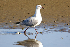 Chroicocephalus hartlaubii