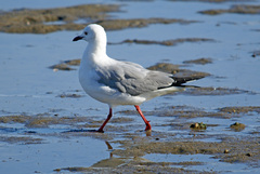 Chroicocephalus hartlaubii