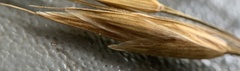 Bromus polyanthus