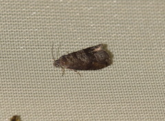 Grapholita funebrana