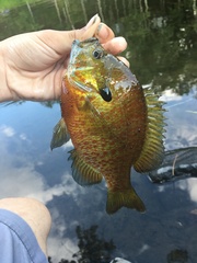 Lepomis auritus × macrochirus