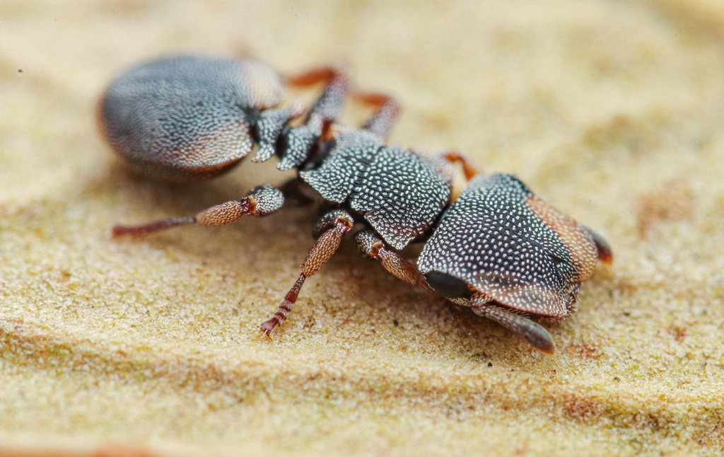 Pinelii-group Turtle Ants