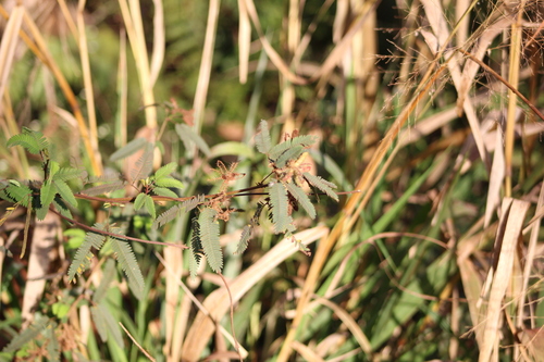 Mimosa polycarpa (Mimosa polycarpa)