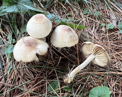 Marasmius nigrodiscus