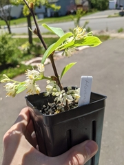 Pterostyrax corymbosus