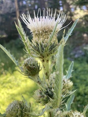 Cirsium longistylum