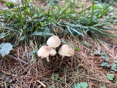 Marasmius nigrodiscus