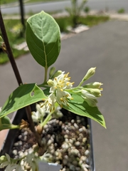 Pterostyrax corymbosus