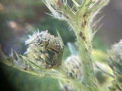 Cirsium longistylum