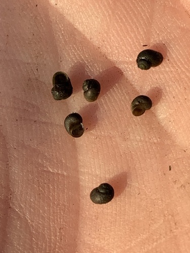 Pyramid Lake Pebblesnail