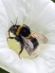 Bombus ruderatus