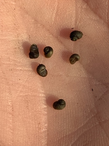 Pyramid Lake Pebblesnail