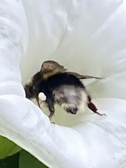 Bombus ruderatus