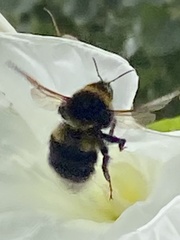 Bombus ruderatus