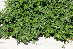 Atriplex laciniata