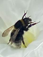 Bombus ruderatus