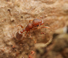 Tetramorium lanuginosum