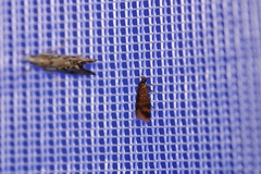 Promalactis procerella