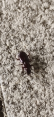 Stenomorphus