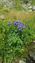 Aquilegia alpina