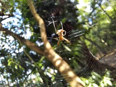 Micrathena nigrichelis