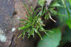 Cochlidium linearifolium