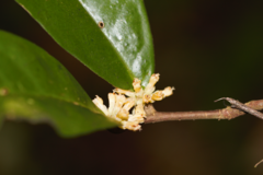Brazilian Firecracker (Tapura)