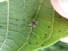 Corythucha juglandis