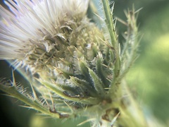 Cirsium longistylum