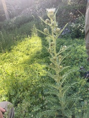 Cirsium longistylum