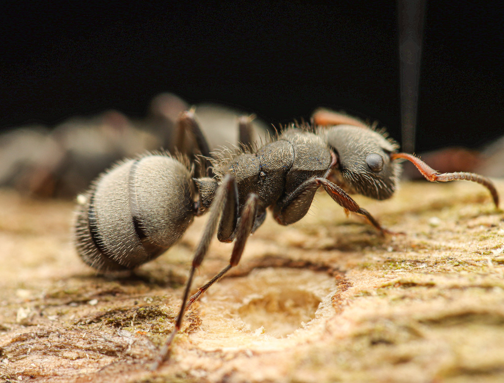 Camponotus mucronatus
