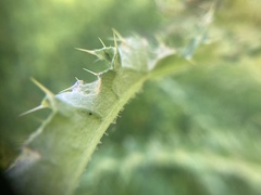 Cirsium longistylum