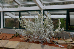 Petalidium englerianum