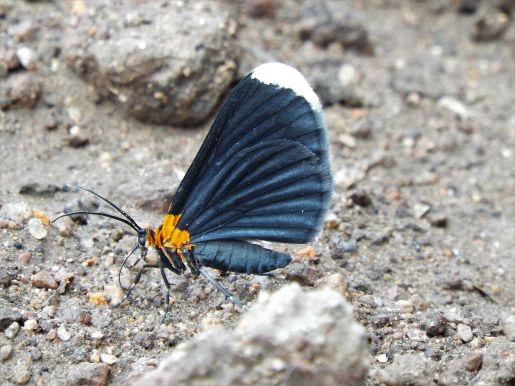 Eutrepsia phoebe