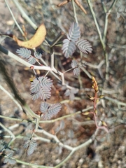 Hoffmannseggia intricata