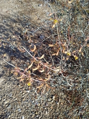 Hoffmannseggia intricata