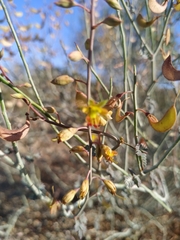 Hoffmannseggia intricata