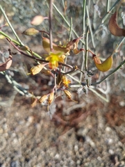 Hoffmannseggia intricata