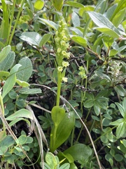 Pseudorchis straminea