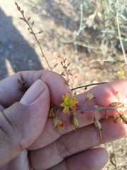 Hoffmannseggia intricata